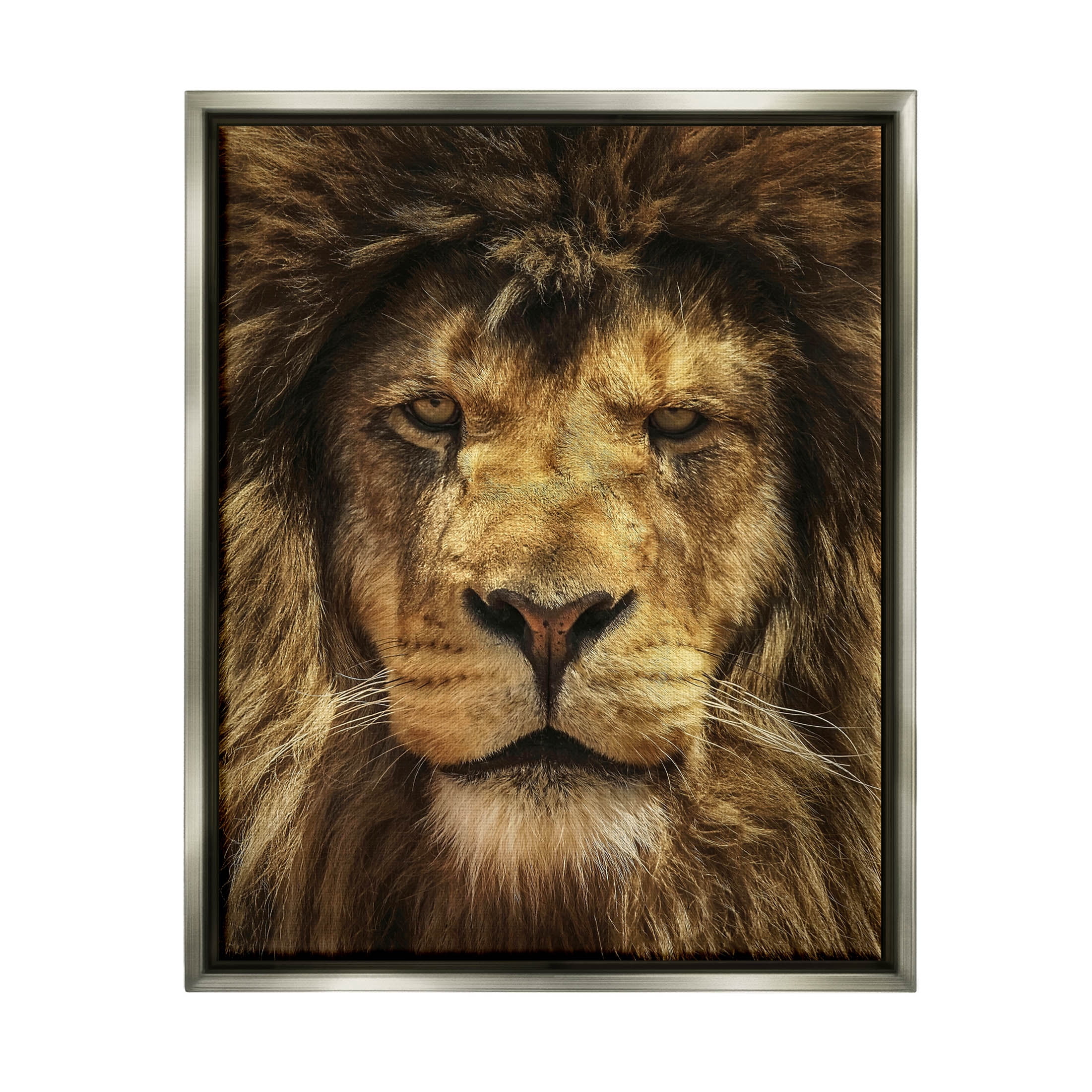 Stupell Industries Close Up Lion Portrait Photograph Luster Gray Floating Framed Canvas Print Wall Art, Design by Carrie Ann Grippo-Pike