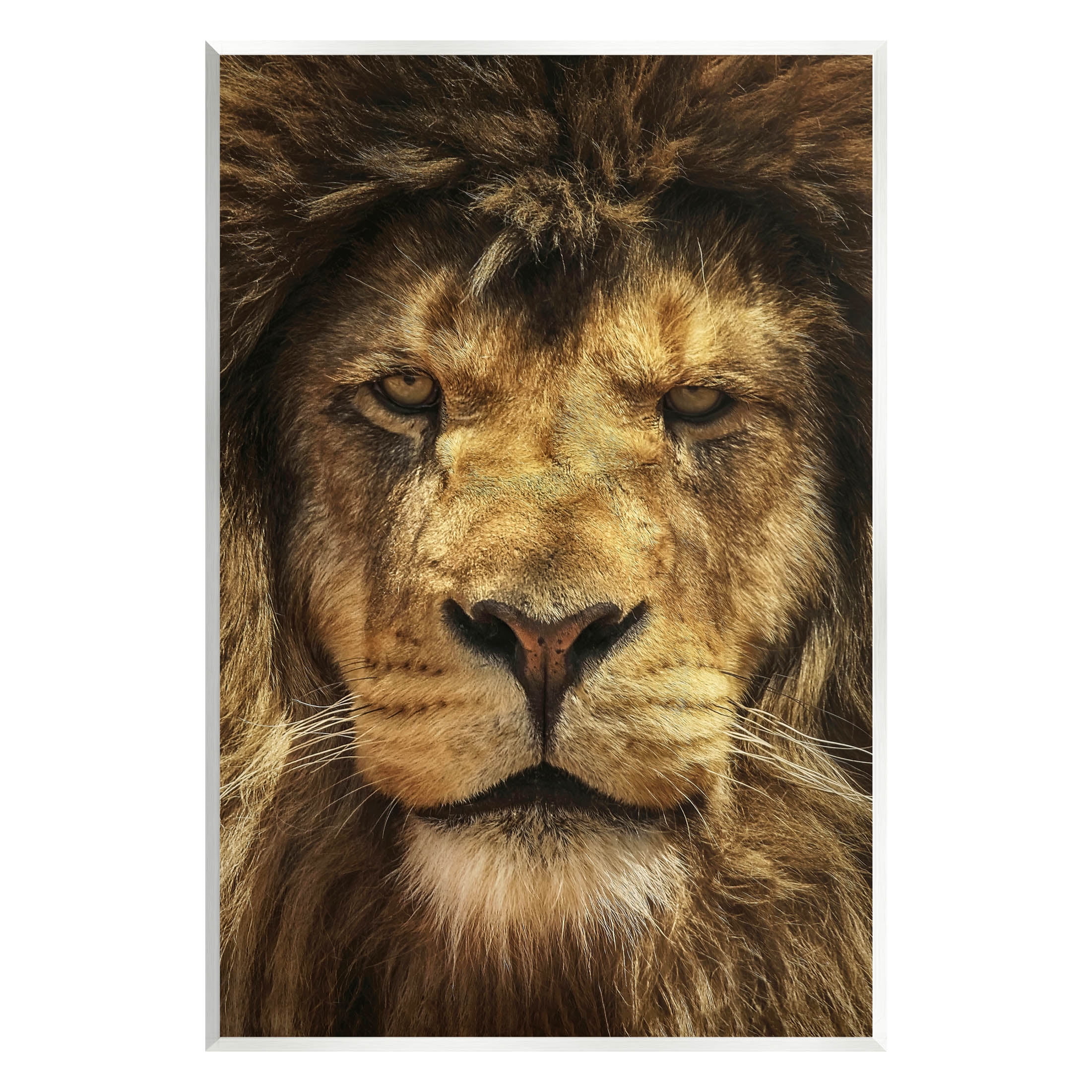 Stupell Industries Close Up Lion Portrait Photograph Unframed Art Print Wall Art, Design by Carrie Ann Grippo-Pike