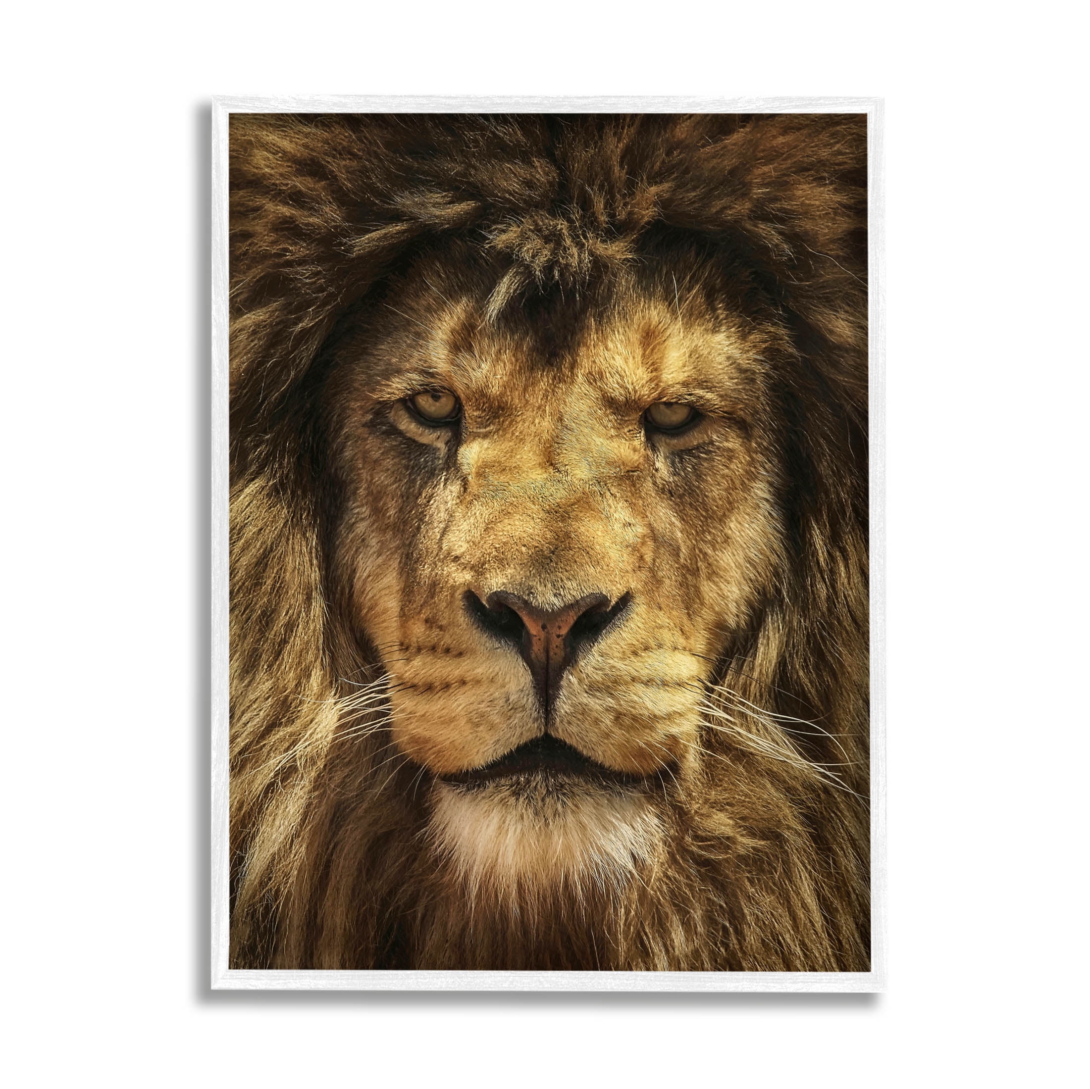 Stupell Industries Close Up Lion Portrait Photograph White Framed Art Print Wall Art, Design by Carrie Ann Grippo-Pike