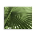 thumbnail image 1 of Stupell Industries Close Up Palm Leaf Lush Green Tropical Plant Photograph Gallery Wrapped Canvas Print Wall Art, Design by Graffitee Studios, 1 of 7