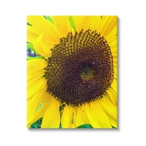Stupell Industries Close Up Yellow Sunflower Florets Botanical Nature Photograph Gallery Wrapped Canvas Print Wall Art, Design by Heidi Bannon