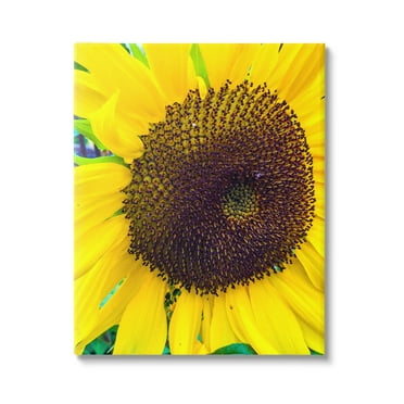 Stupell Industries Close Up Yellow Sunflower Florets Botanical Nature Photograph Gallery Wrapped Canvas Print Wall Art, Design by Heidi Bannon