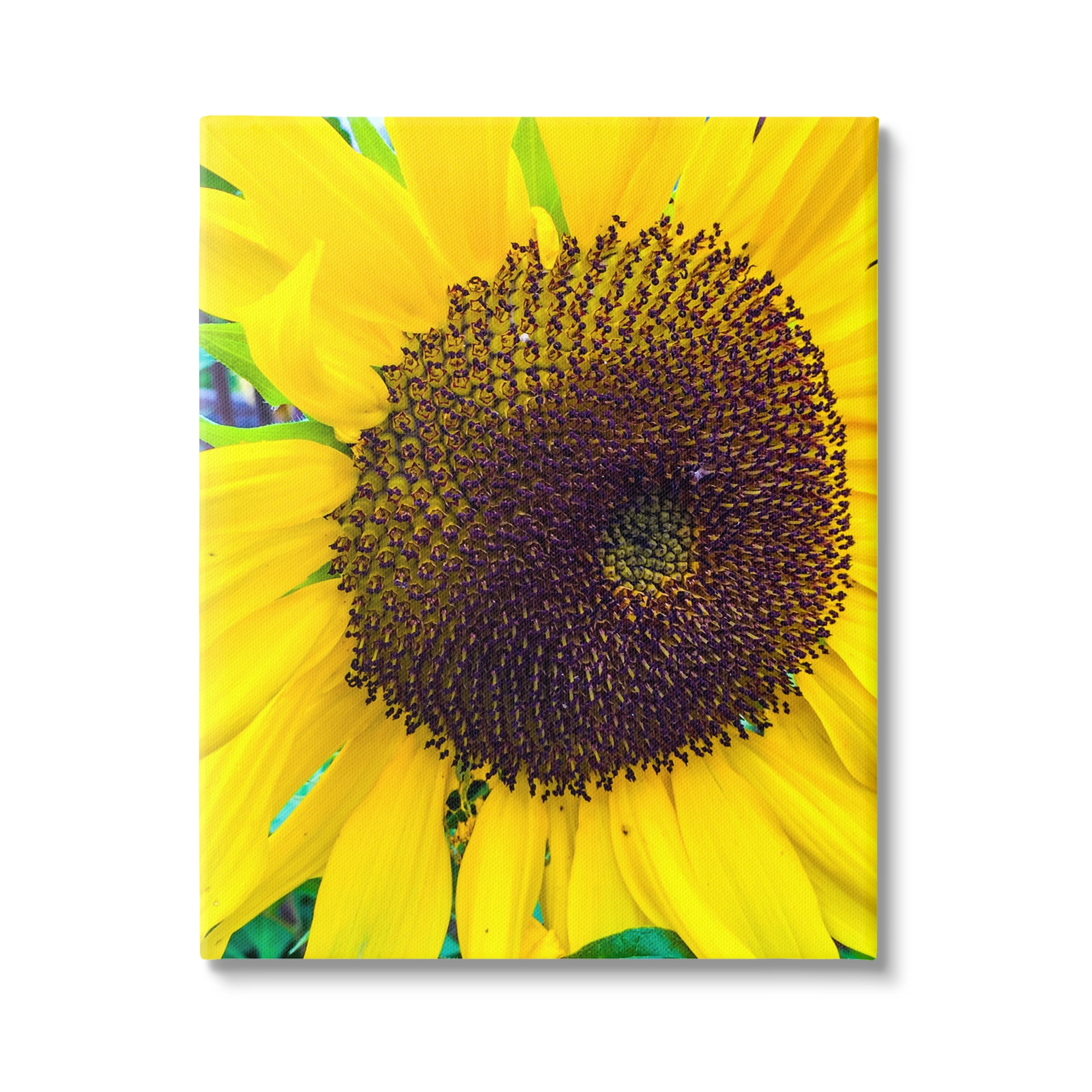 Stupell Industries Close Up Yellow Sunflower Florets Botanical Nature Photograph Gallery Wrapped Canvas Print Wall Art, Design by Heidi Bannon