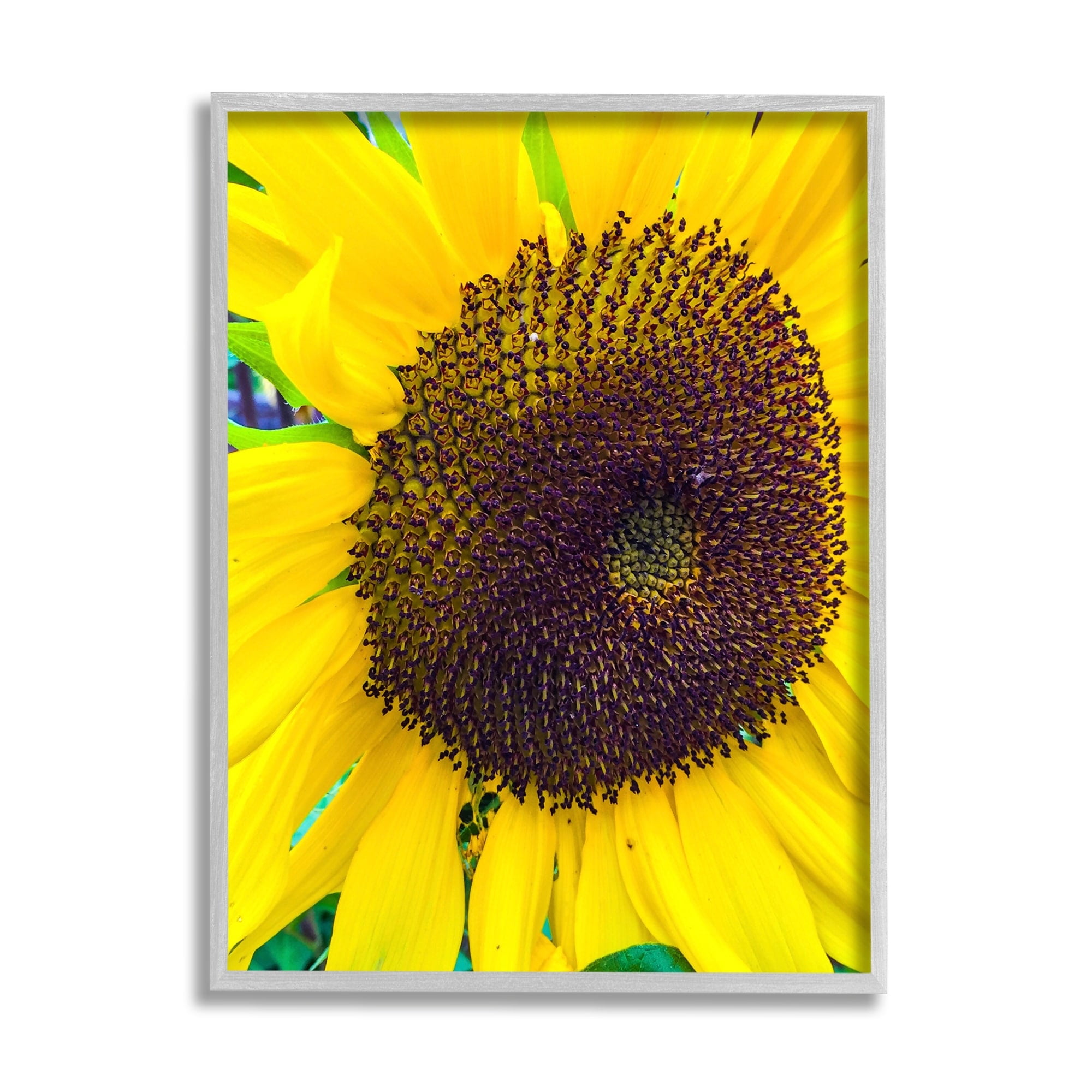 Stupell Industries Close Up Yellow Sunflower Florets Botanical Nature Photograph Gray Framed Art Print Wall Art, Design by Heidi Bannon
