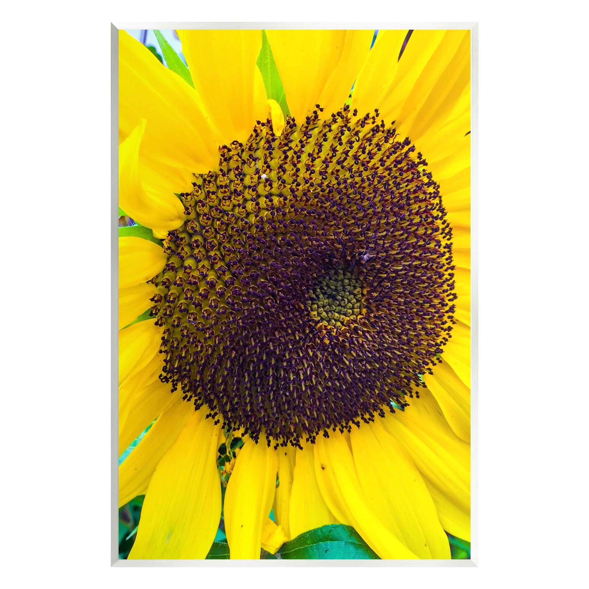 Stupell Industries Close Up Yellow Sunflower Florets Botanical Nature Photograph Unframed Art Print Wall Art, Design by Heidi Bannon