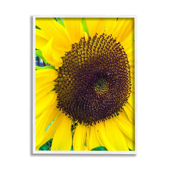 Stupell Industries Close Up Yellow Sunflower Florets Botanical Nature Photograph White Framed Art Print Wall Art, Design by Heidi Bannon