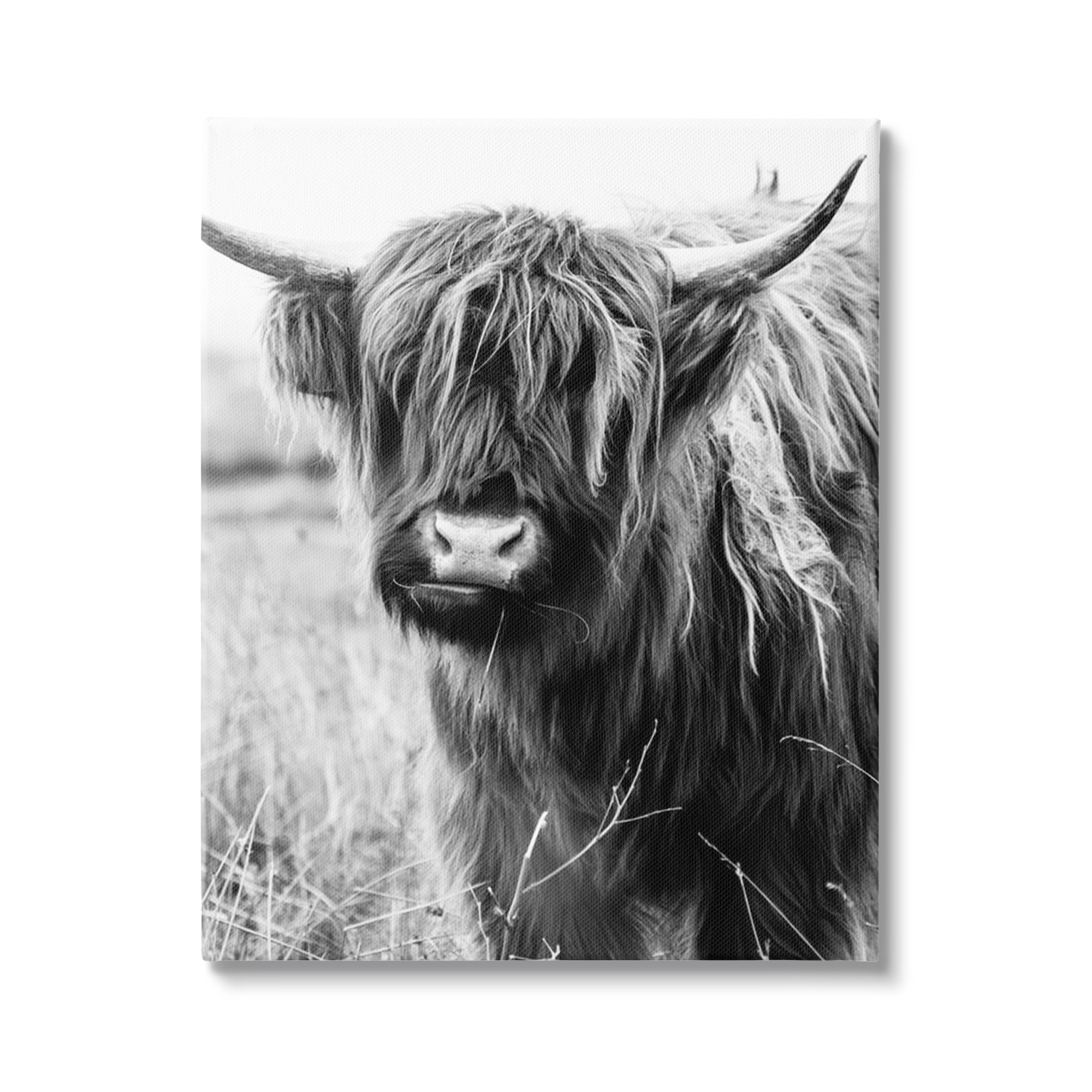 Stupell Industries Closeup Longhorn Cattle Grazing Monochrome Photography Canvas Wall Art, 36 x 48, Design by Amy Brinkman
