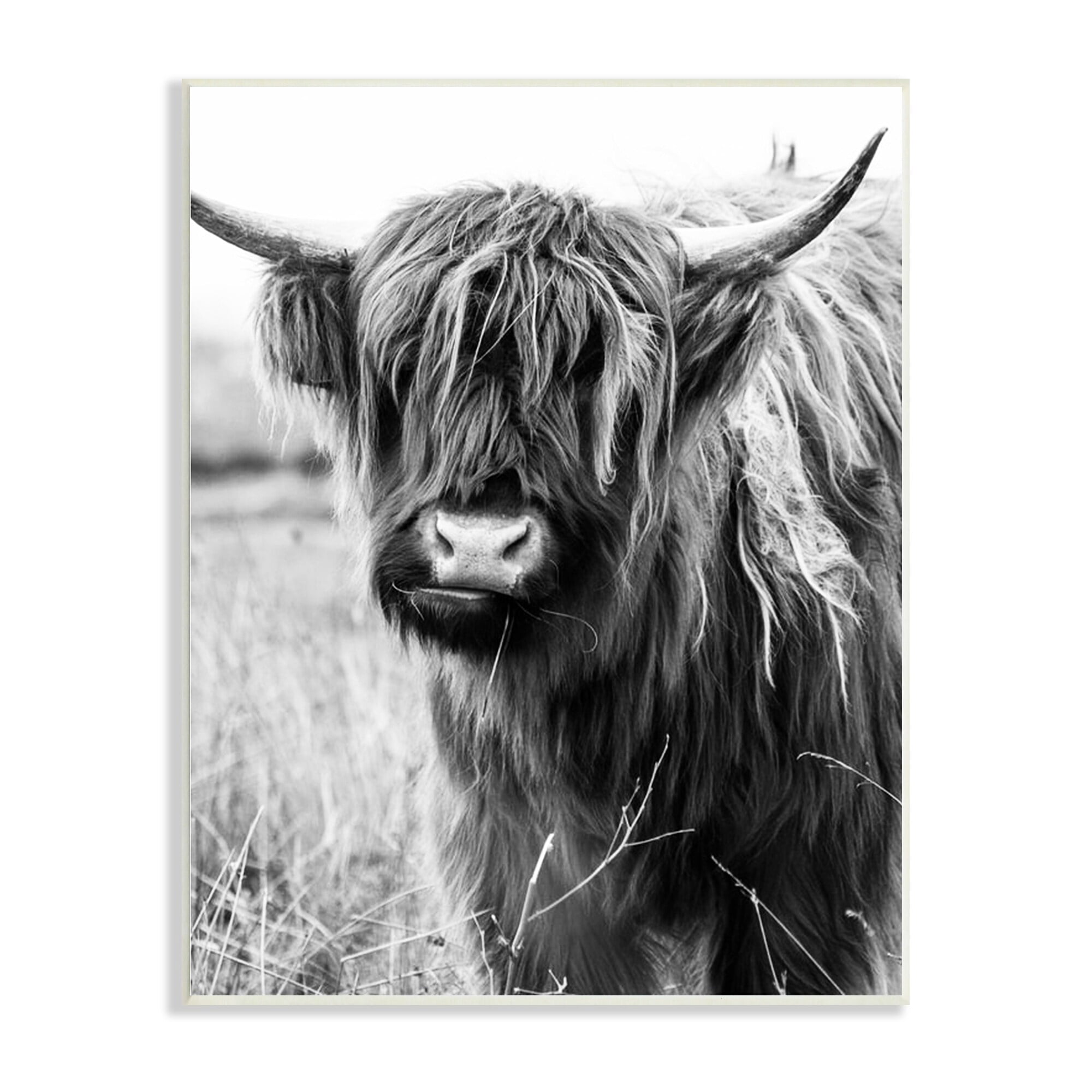 Stupell Industries Closeup Longhorn Cattle Grazing Monochrome Photography Wood Wall Art, 10 x 15, Design by Amy Brinkman