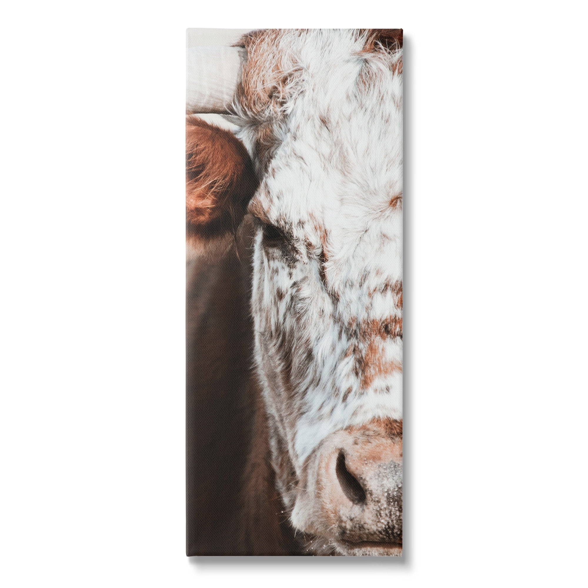 Stupell Industries Closeup Spotted Cow Cattle Detailed Farm Photography Canvas Wall Art, 20 x 48, Design by White Ladder
