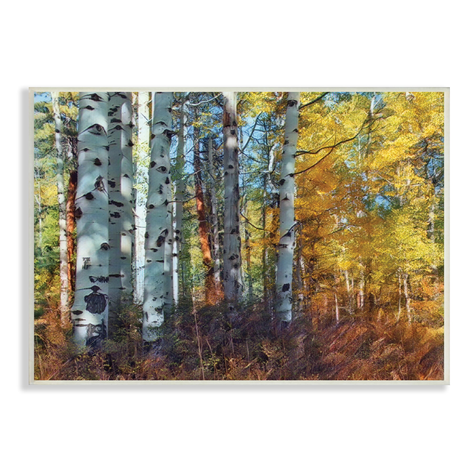 Stupell Industries Cluster of Birch Trees in Yellow Autumn Forest, 10 x 15, Designed by Larry McFerrin