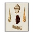 thumbnail image 1 of Stupell Industries Coastal Antique Brown Sea Shells Gray Framed Giclee Art, 16 x 20, by G.W. Knorr, 1 of 7