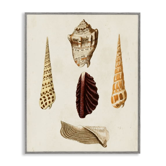 Stupell Industries Coastal Antique Brown Sea Shells Gray Framed Giclee Art, 16 x 20, by G.W. Knorr