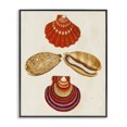 thumbnail image 1 of Stupell Industries Coastal Antique Speckled Sea Shells Black Framed Giclee Art, 24 x 30, by G.W. Knorr, 1 of 7