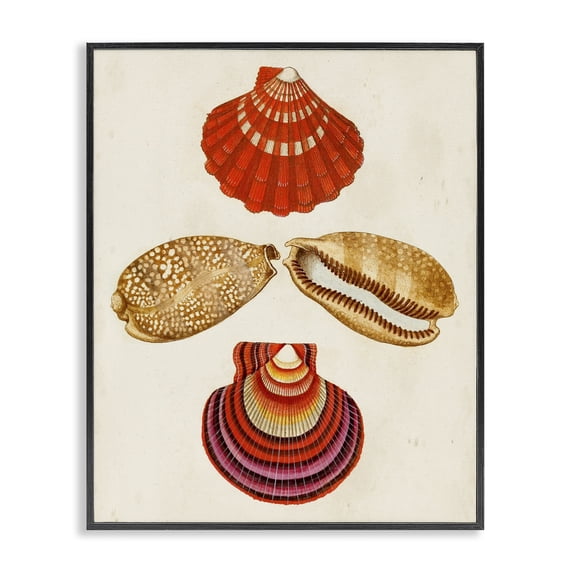 Stupell Industries Coastal Antique Speckled Sea Shells Black Framed Giclee Art, 24 x 30, by G.W. Knorr