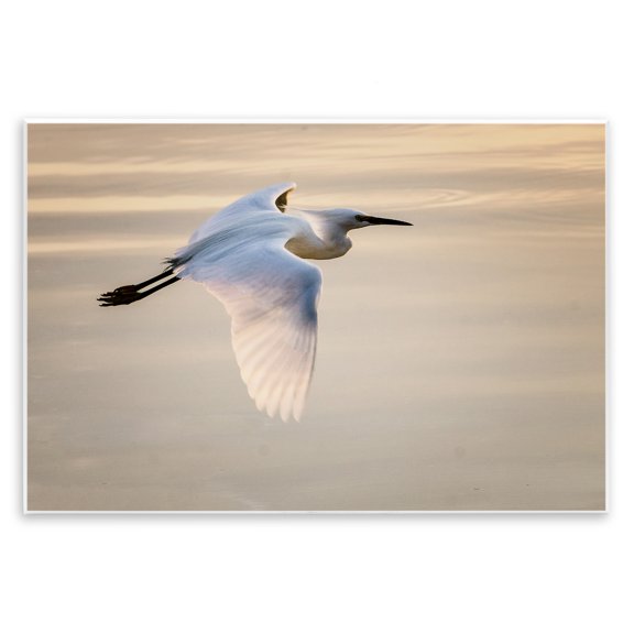 Stupell Industries Coastal Egret Gliding Aerial View Wall Plaque Art, 15 x 10, by David Lorenz
