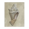 thumbnail image 1 of Stupell Industries Coastal Tan Toned Conch Shell Canvas Art, 36 x 48, by Michael Willett, 1 of 7