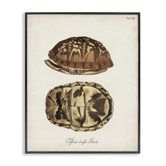 Stupell Industries Coastal Vintage Box Turtle Shell Black Framed Giclee Art, 11 x 14, by Unknown Artist