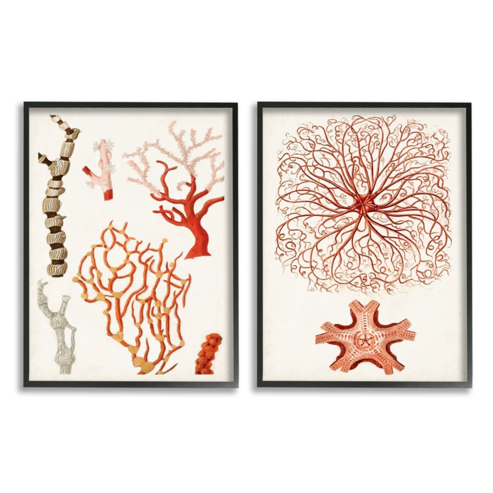 Stupell Industries Collage of Unique Ocean Coral Red Brown Design by Unknown Artist