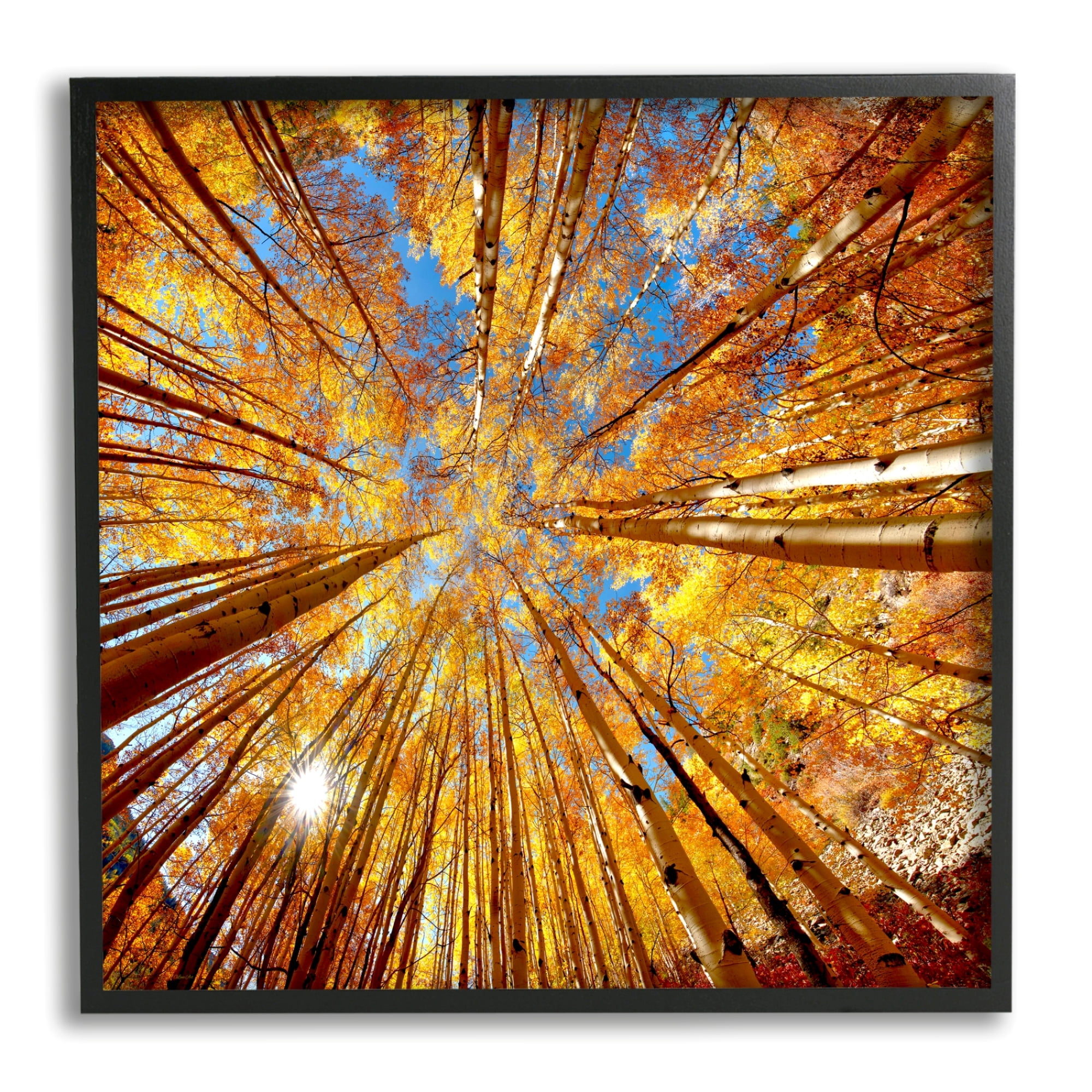Stupell Industries Colorado Autumn Trees Nature Photography Black Framed Art Print Wall Art, 24 x 24