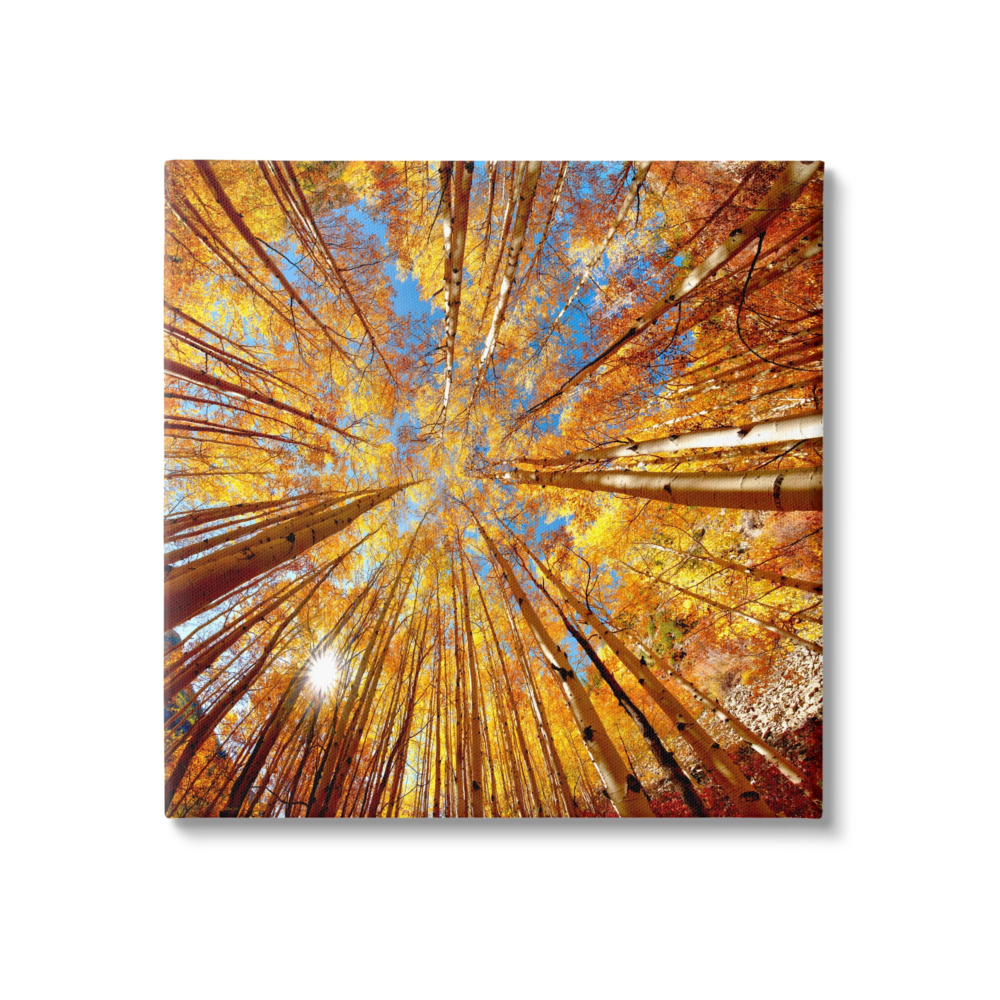 Colorado Autumn Trees Nature Photography Canvas Print, 17 x 17