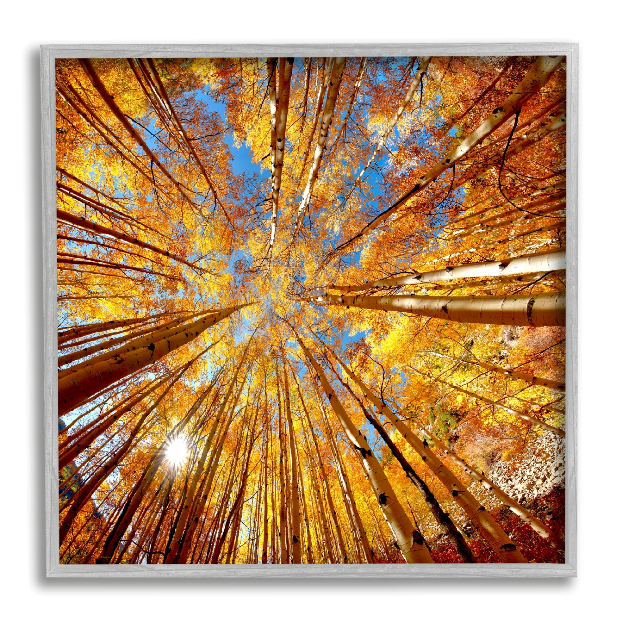 Stupell Industries Colorado Autumn Trees Nature Photography Gray Framed Art Print Wall Art, 24 x 24