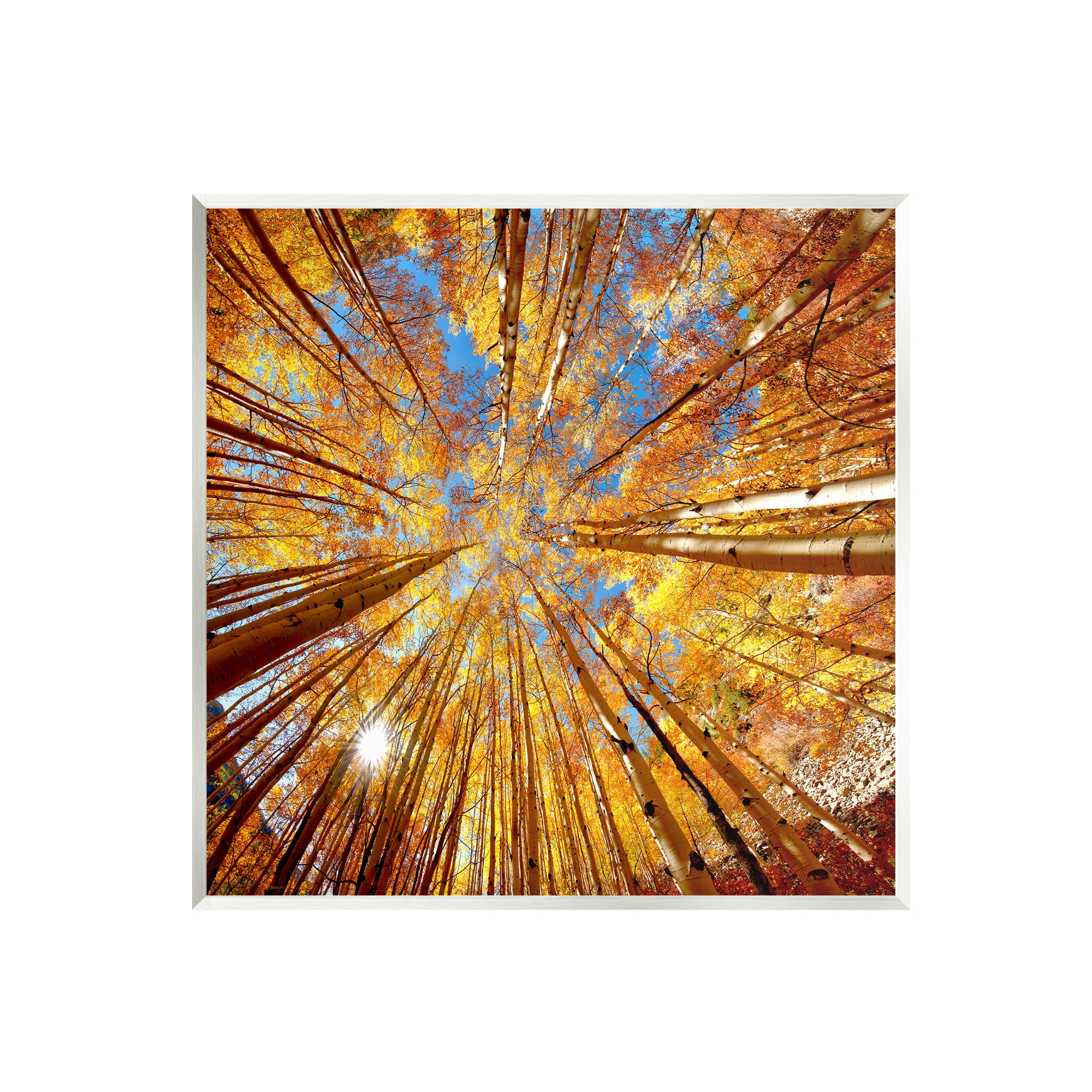 Stupell Industries Colorado Autumn Trees Nature Photography Unframed Art Print Wall Art, 12 x 12