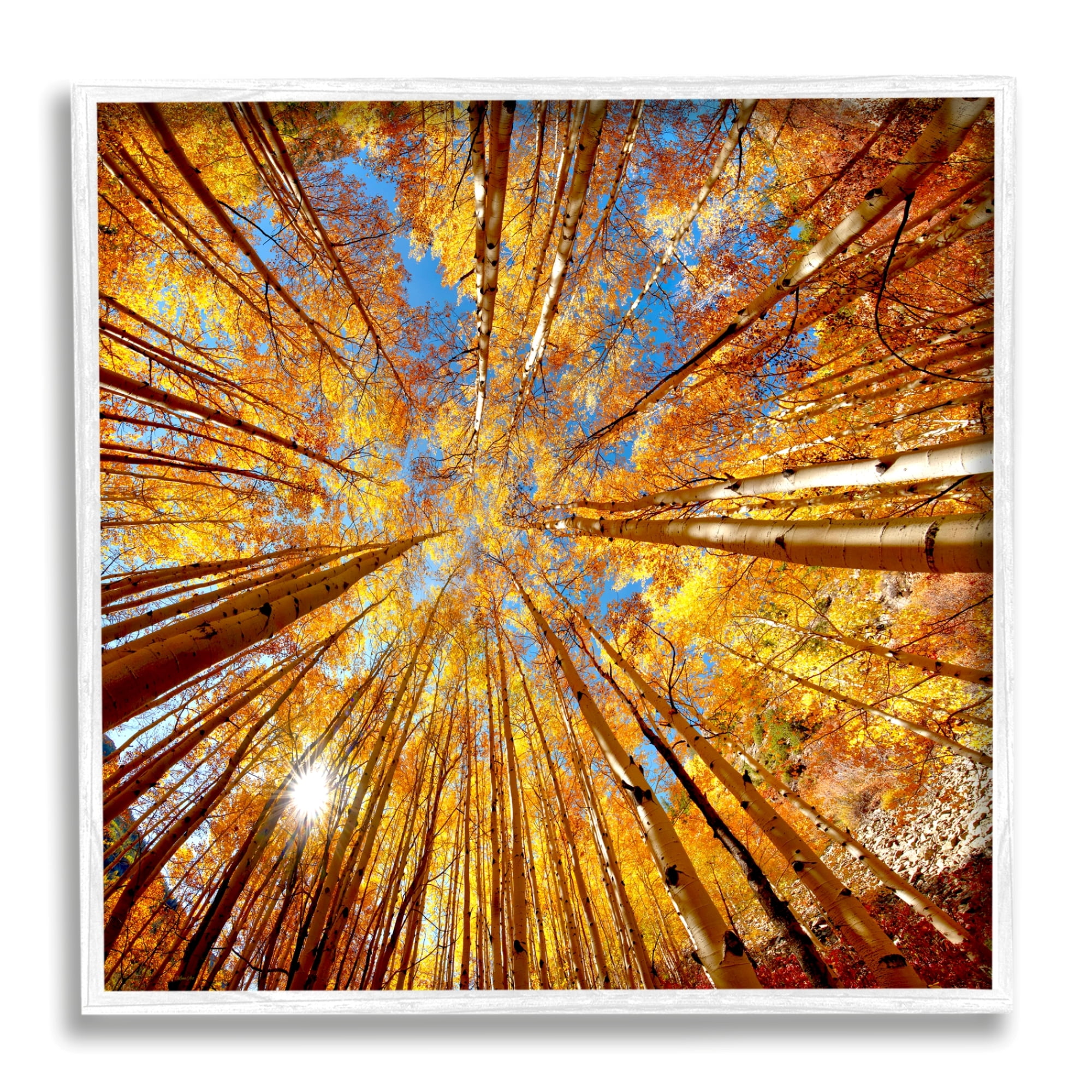 Stupell Industries Colorado Autumn Trees Nature Photography White Framed Art Print Wall Art, 12 x 12