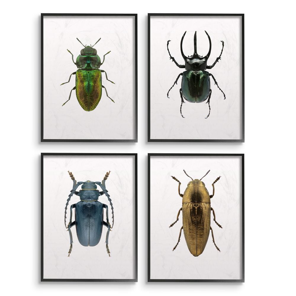 Stupell Industries Colorful Insect Collection Photographs Framed Wall Art by Design Fabrikken