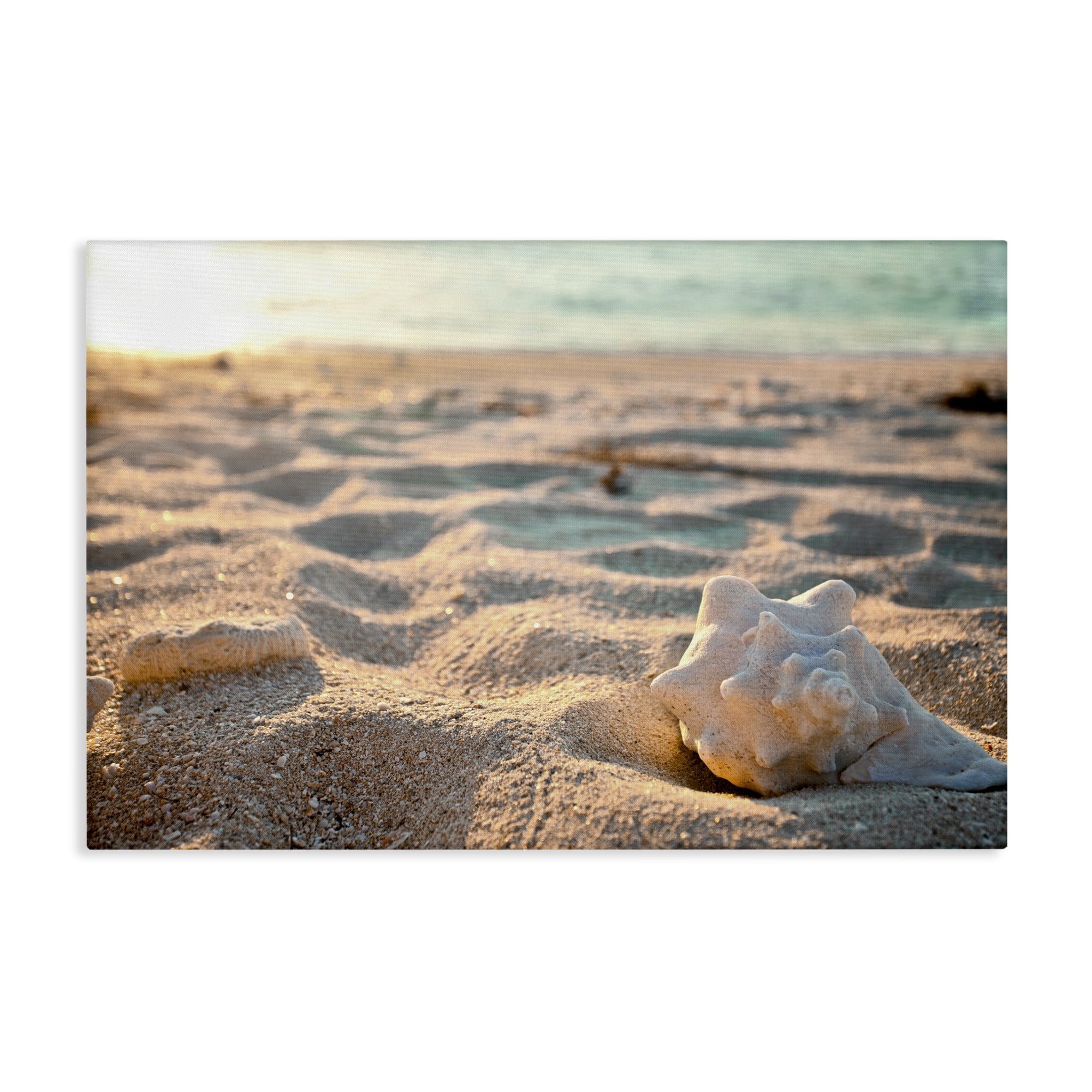 Stupell Industries Conch Shell in Sand Coastal Photography Gallery Wrapped Canvas Art Print Wall Art, 36 x 24