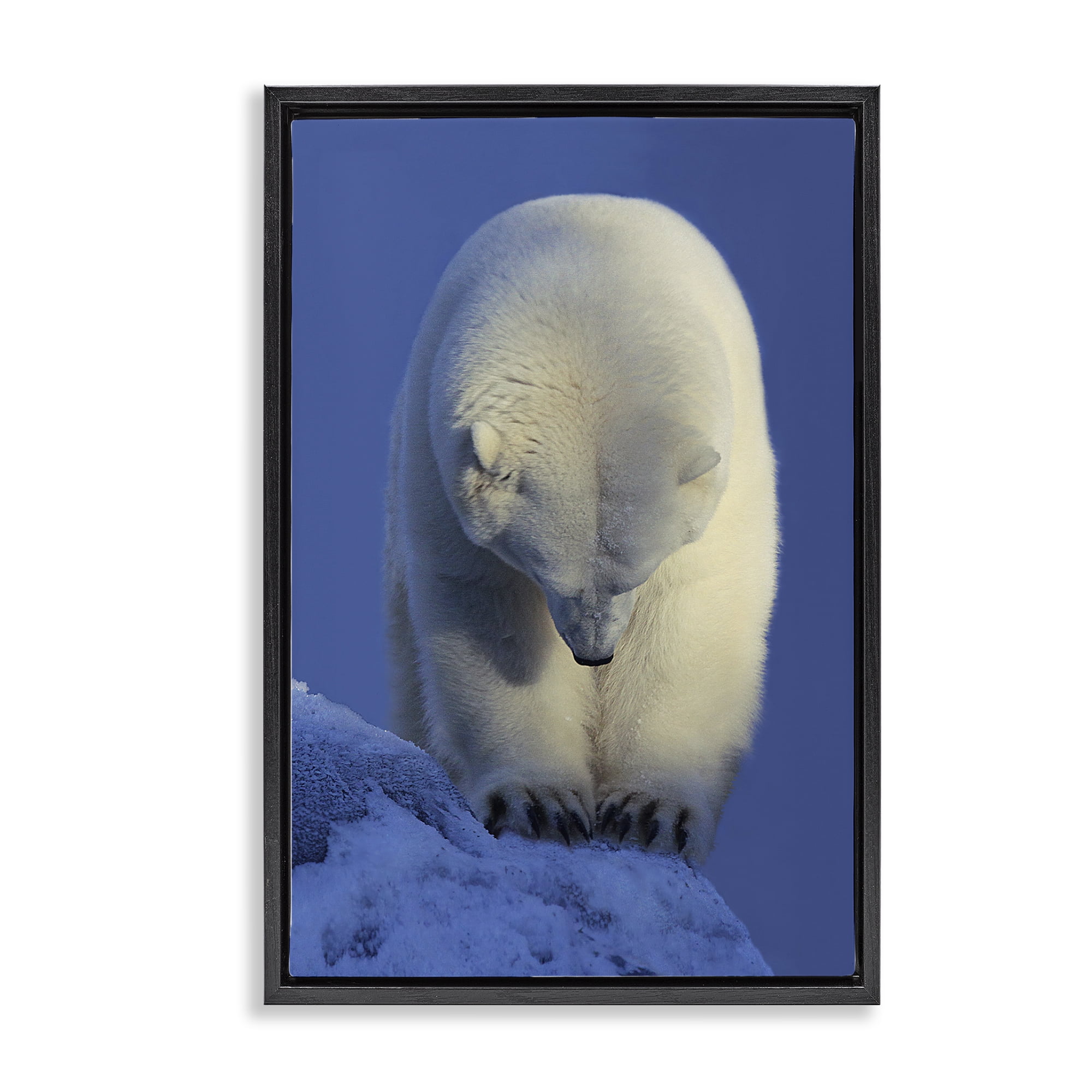 Stupell Industries Contemplation Polar Bear Animals Photography Black Floater Framed Canvas Art Print Wall Art, 21 x 31
