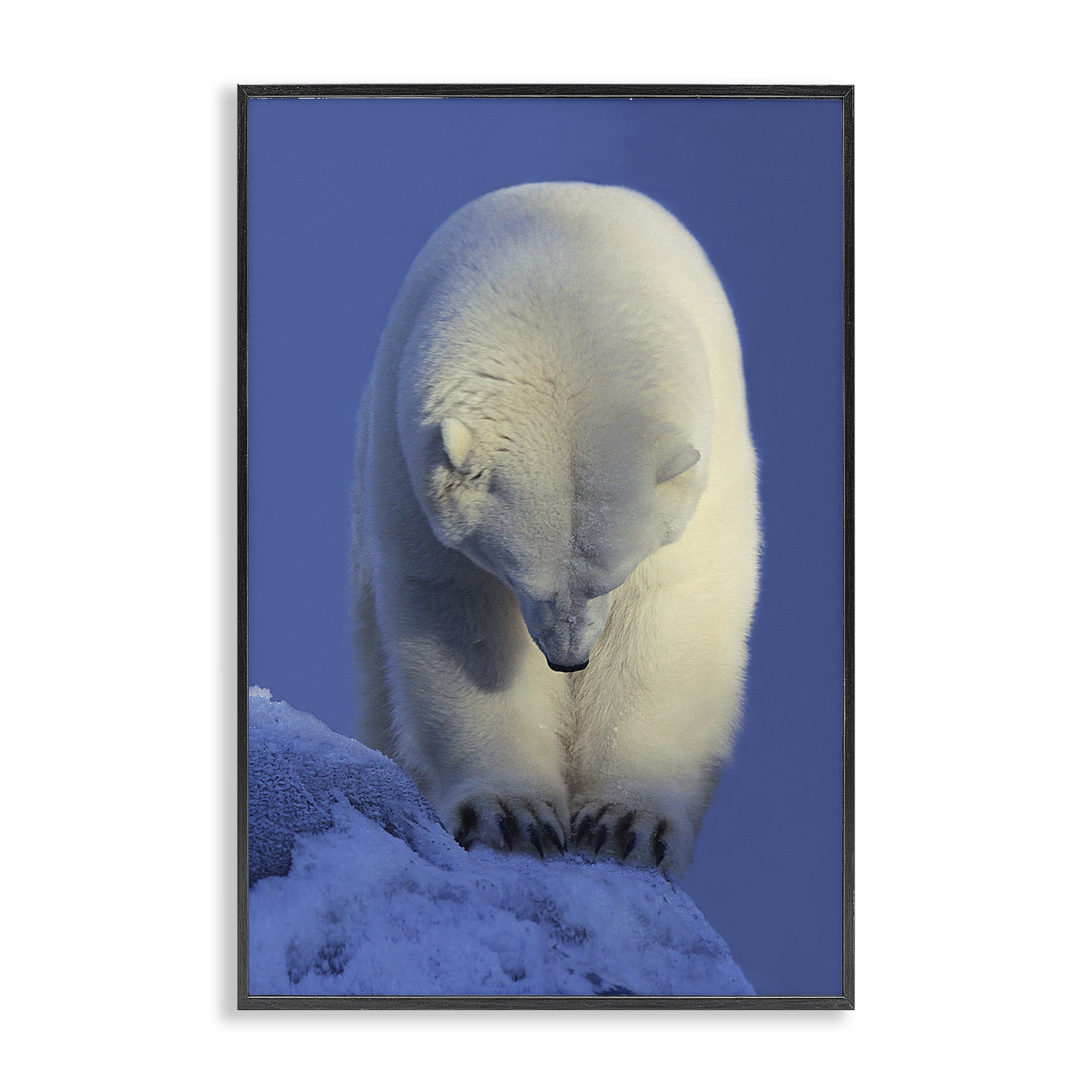Stupell Industries Contemplation Polar Bear Animals Photography Black Framed Art Print Wall Art, 16 x 24