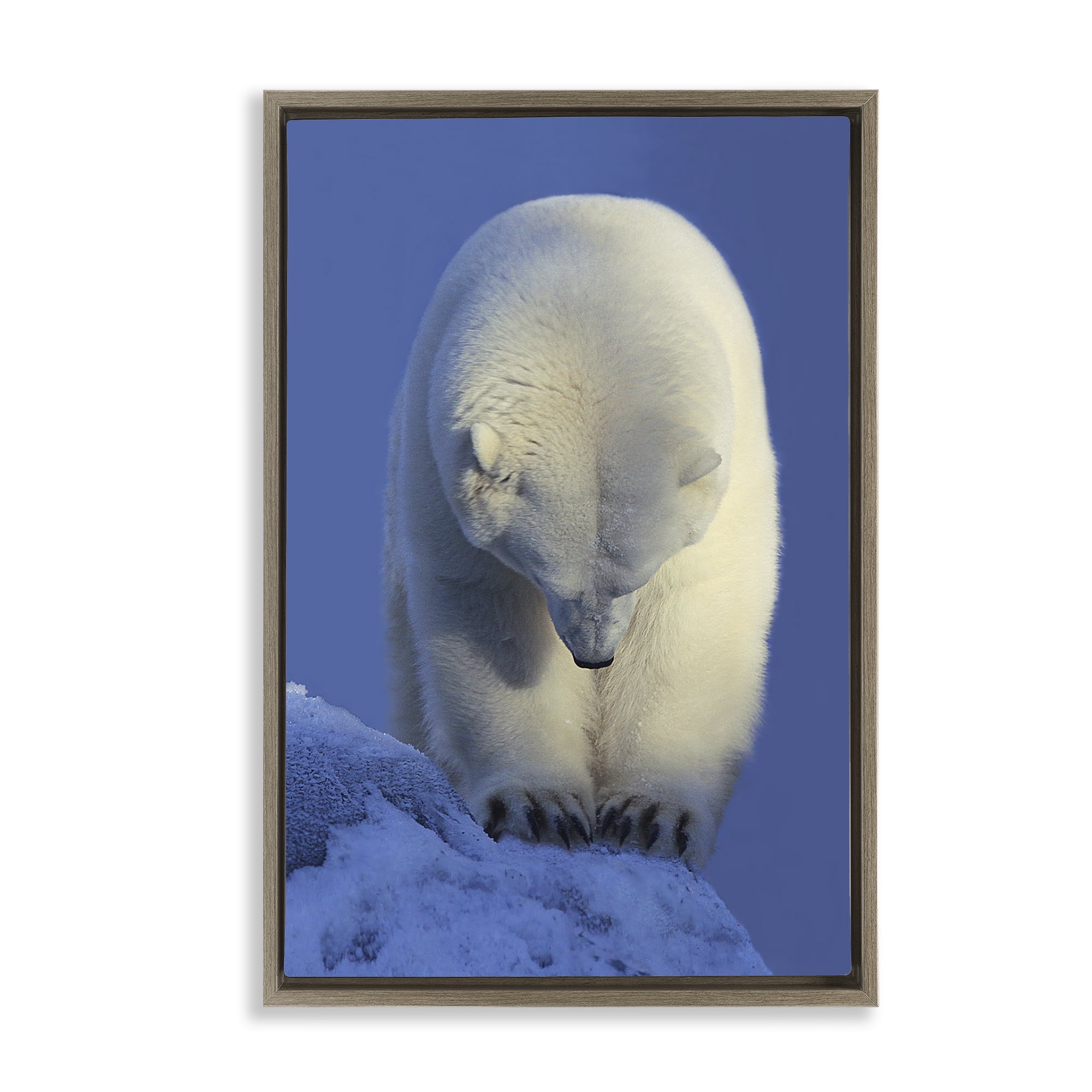 Stupell Industries Contemplation Polar Bear Animals Photography Brown Floater Framed Canvas Art Print Wall Art, 17 x 25