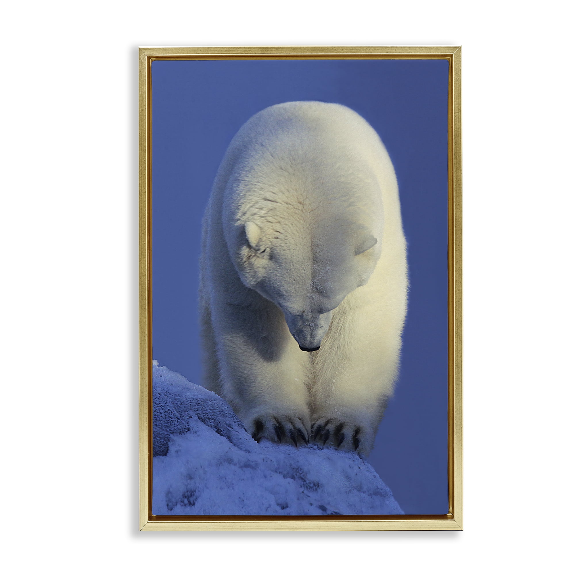 Stupell Industries Contemplation Polar Bear Animals Photography Gold Floater Framed Canvas Art Print Wall Art, 17 x 25