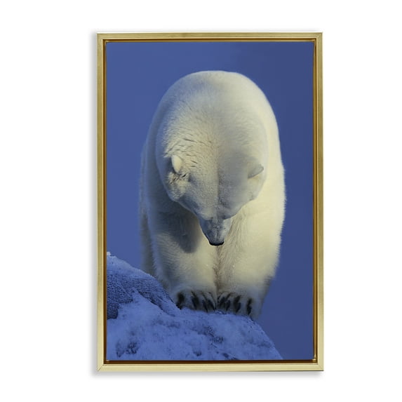 Stupell Industries Contemplation Polar Bear Animals Photography Gold Floater Framed Canvas Art Print Wall Art, 17 x 25