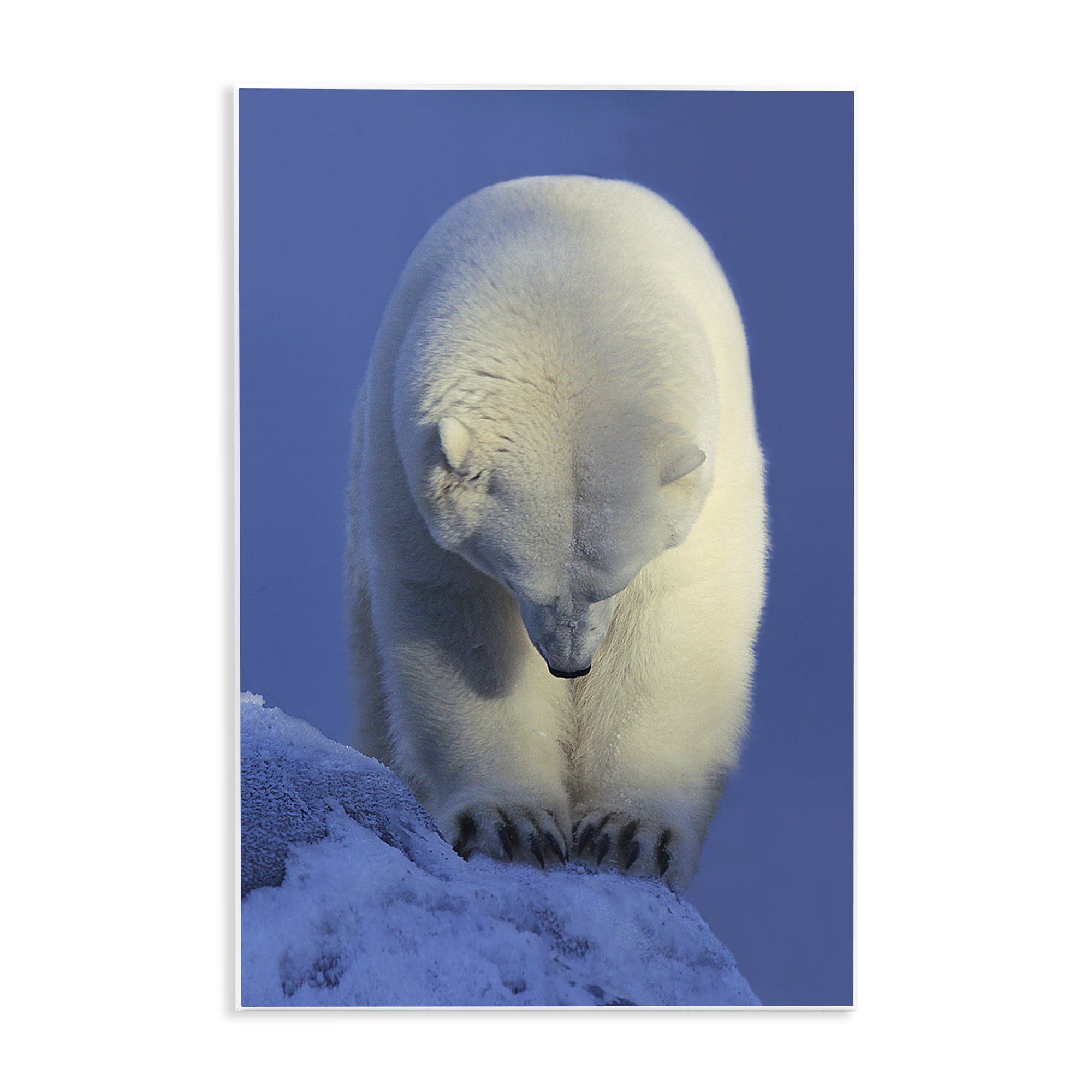 Stupell Industries Contemplation Polar Bear Animals Photography Unframed Art Print Wall Art, 13 x 19
