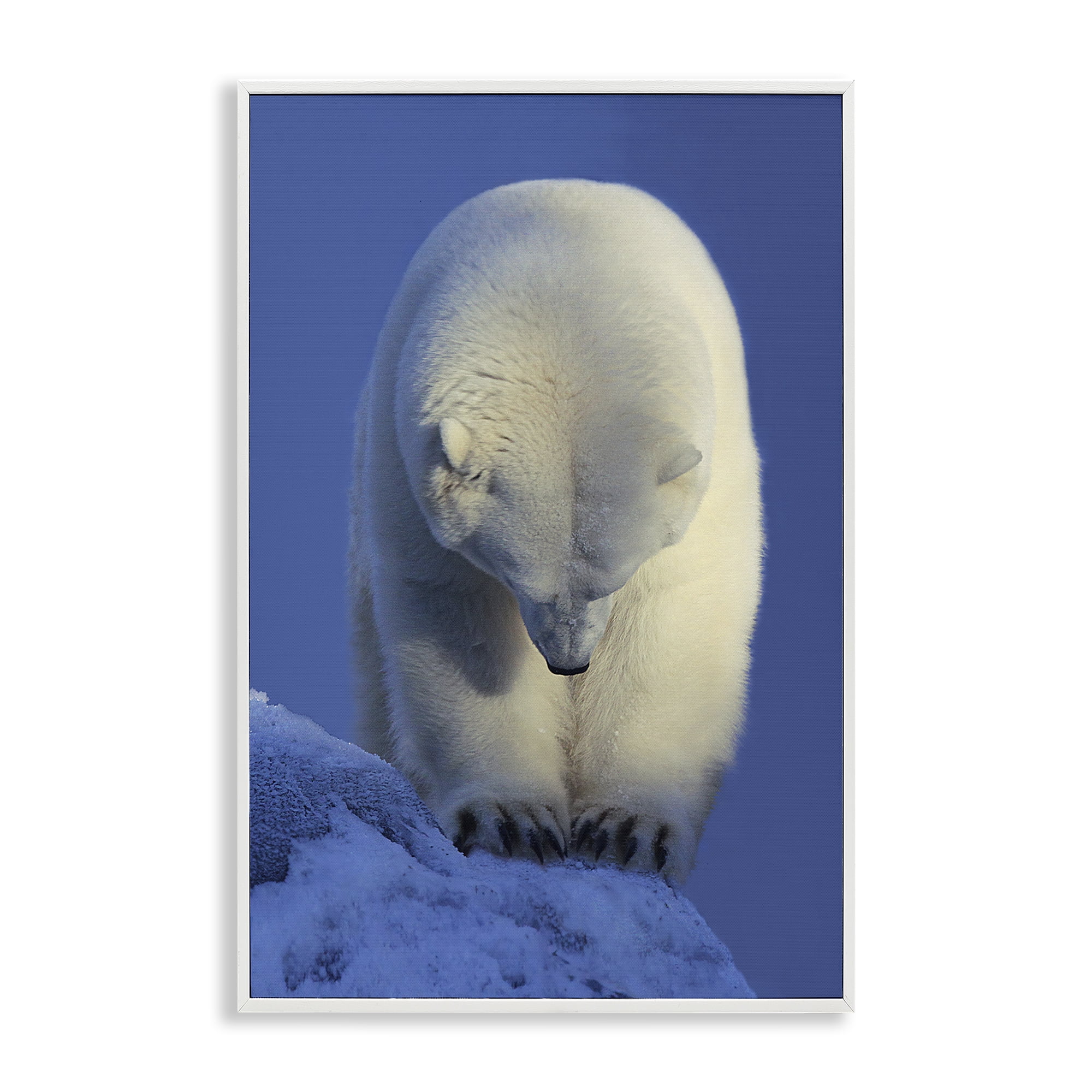 Stupell Industries Contemplation Polar Bear Animals Photography White Framed Art Print Wall Art, 20 x 30