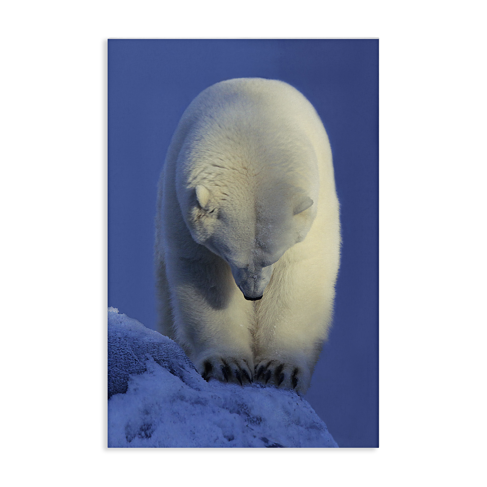 Stupell Industries Contemplation Polar Bear Animals Photography Wrapped Canvas Art Print Wall Art, 24 x 36