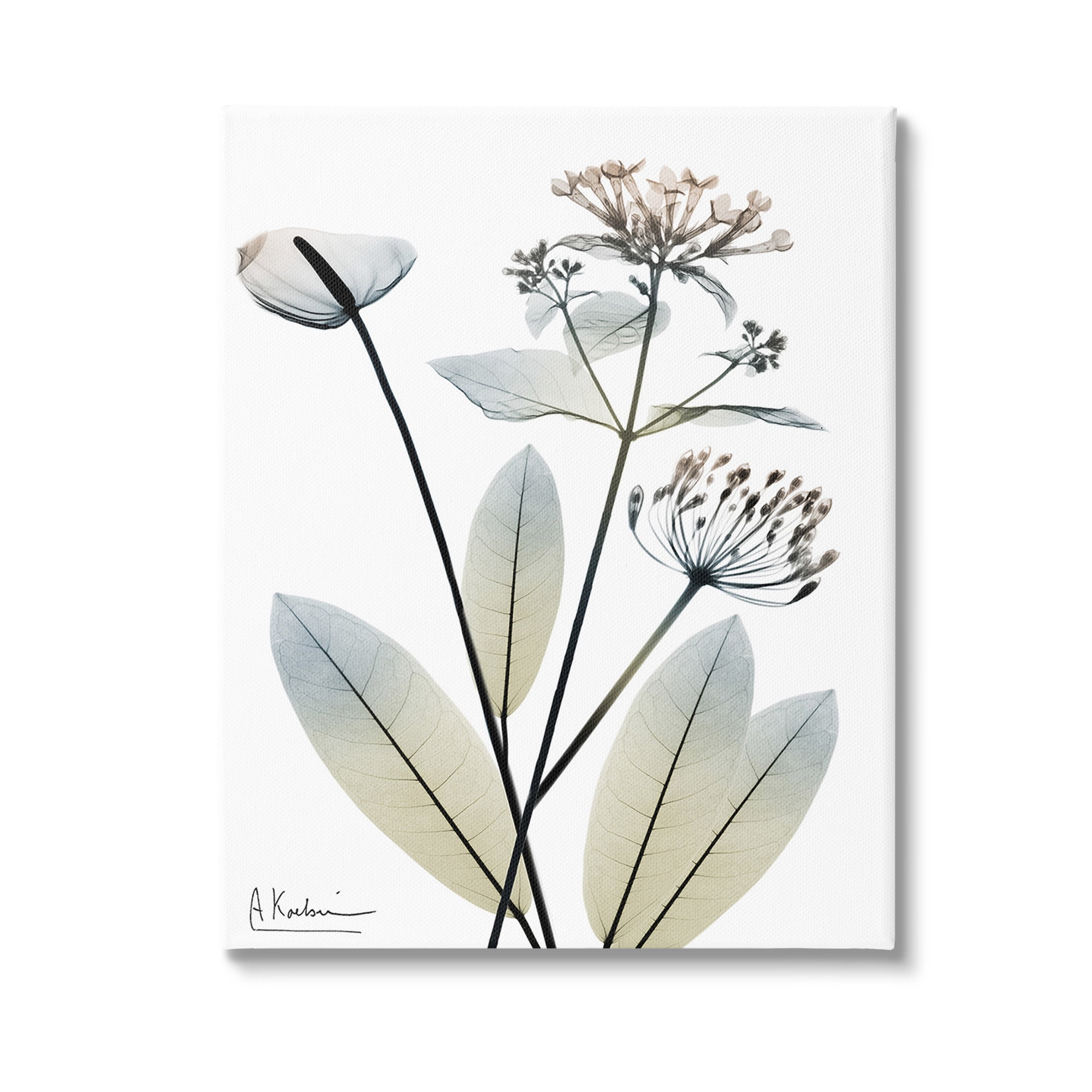 Stupell Industries Contemporary Flower Shapes Botanical & Floral Photography Gallery Wrapped Canvas Art Print Wall Art, 36 x 48