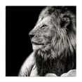 thumbnail image 1 of Stupell Industries Contemporary Lion Portrait on Black Canvas Art, 30 x 30, by Shelley Lake, 1 of 8