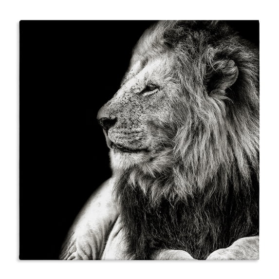 Stupell Industries Contemporary Lion Portrait on Black Canvas Art, 30 x 30, by Shelley Lake