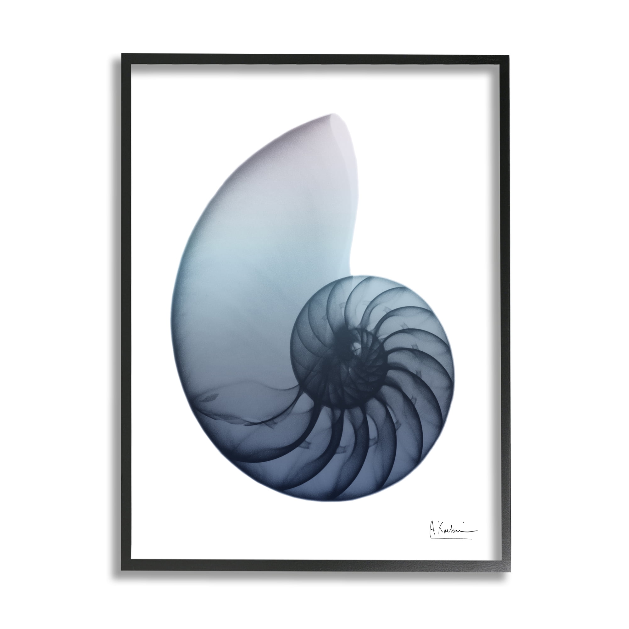 Stupell Industries Contemporary Nautilus Shell Abstract Photography Black Framed Art Print Wall Art, 16 x 20