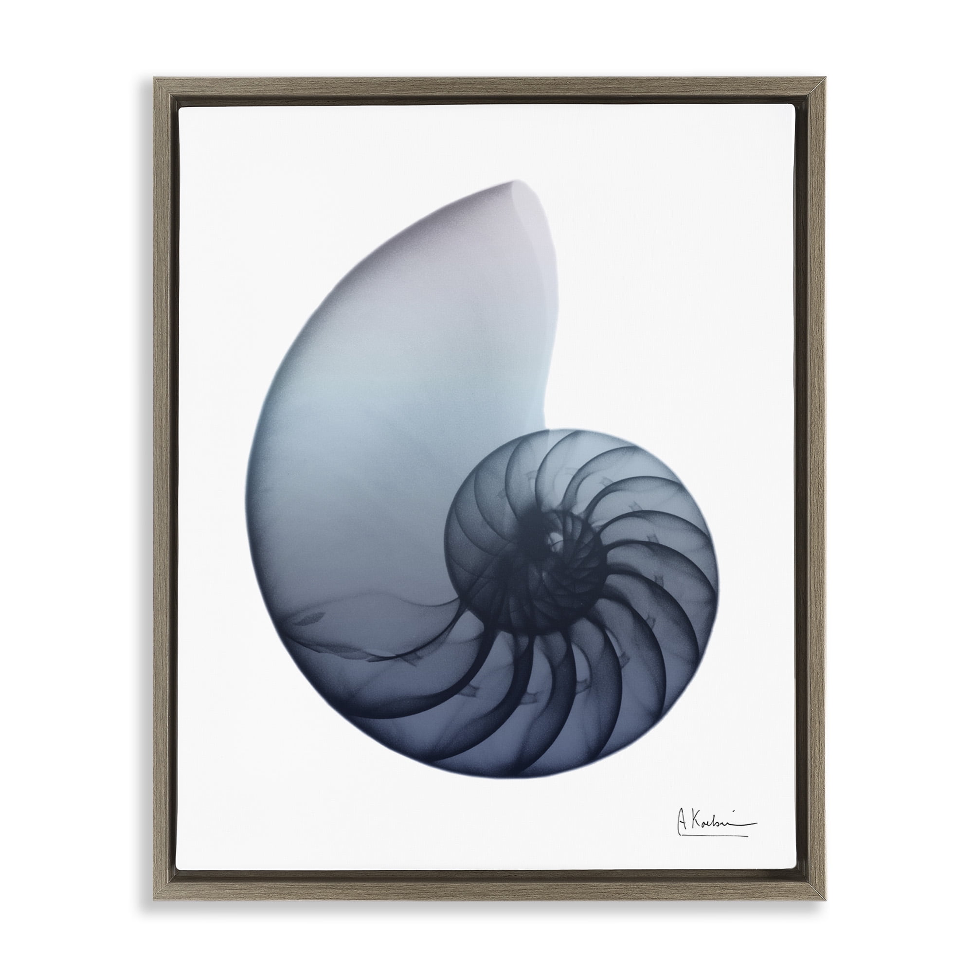 Stupell Industries Contemporary Nautilus Shell Abstract Photography Brown Floater Framed Canvas Art Print Wall Art, 25 x 31