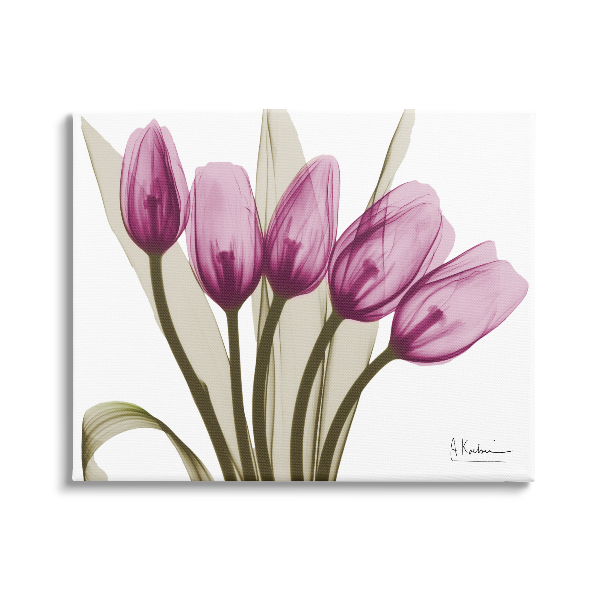Stupell Industries Contemporary Pink Tulips Botanical & Floral Photography Gallery Wrapped Canvas Print Wall Art, 20 x 16