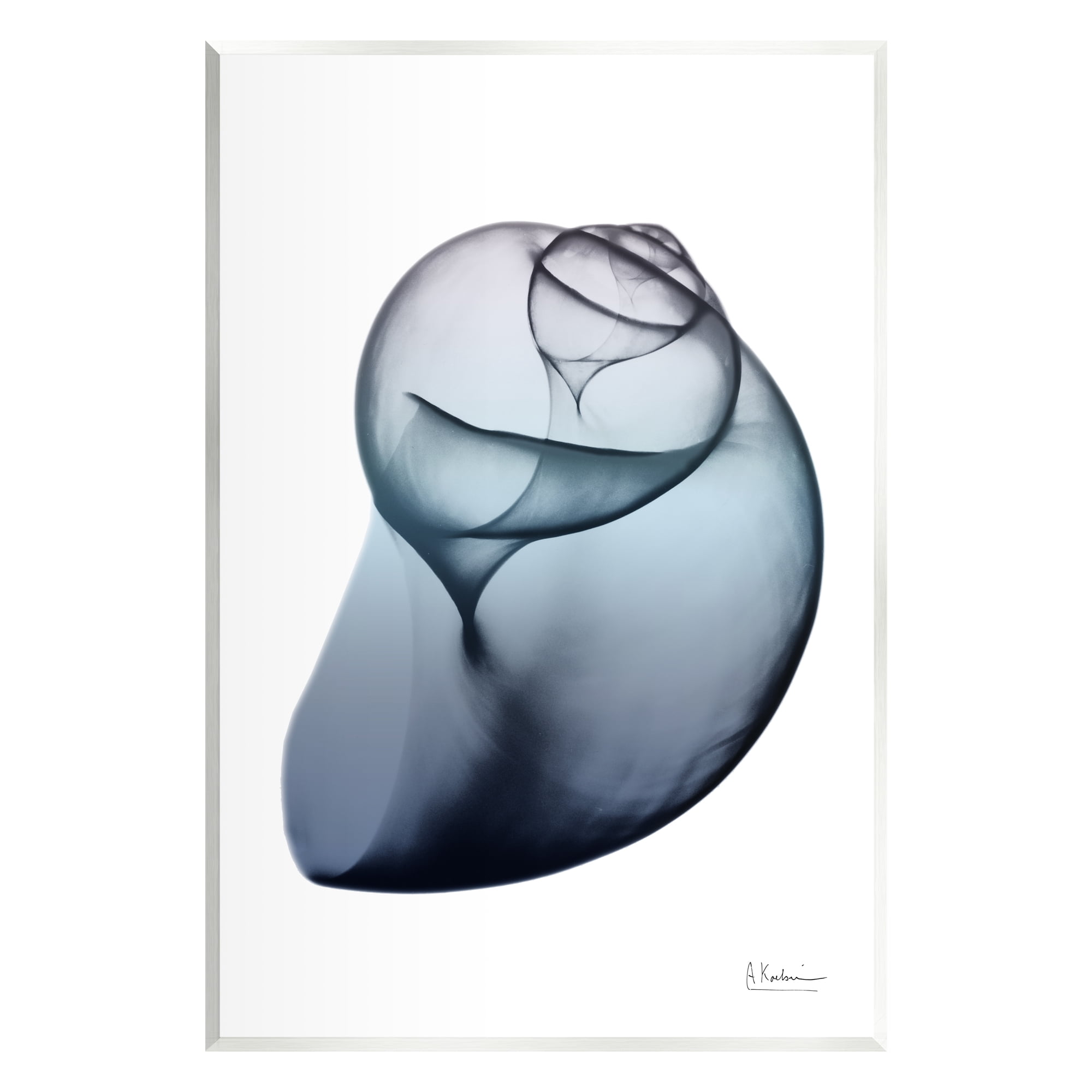 Stupell Industries Contemporary Snail Shell Abstract Photography Unframed Art Print Wall Art, 10 x 15