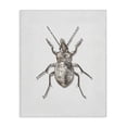 thumbnail image 1 of Stupell Industries Contemporary Textured Beetle Minimal Off-White Canvas Art, 16 x 20, by Ziwei Li, 1 of 7