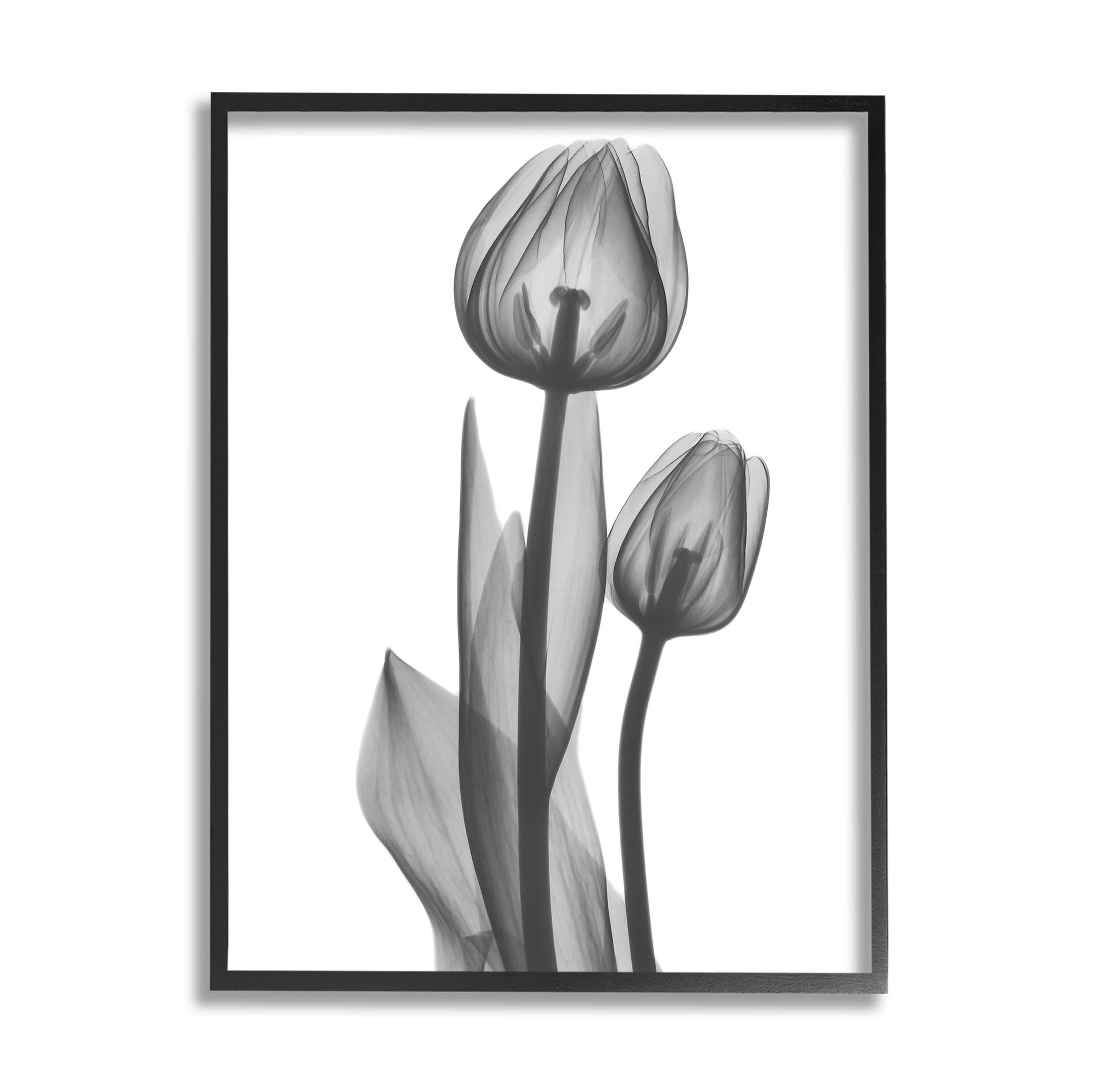 Stupell Industries Contemporary Transparent Tulip Graphic Art Black Framed Art Print Wall Art, Design by Albert Koetsier
