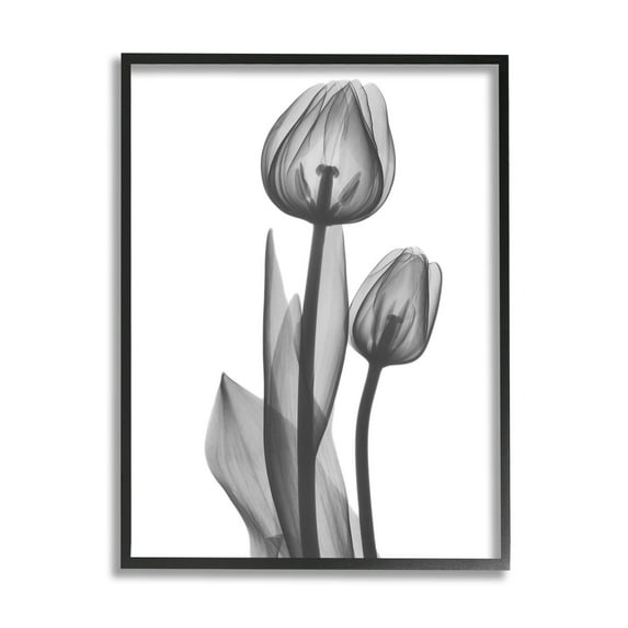 Stupell Industries Contemporary Transparent Tulip Graphic Art Black Framed Art Print Wall Art, Design by Albert Koetsier