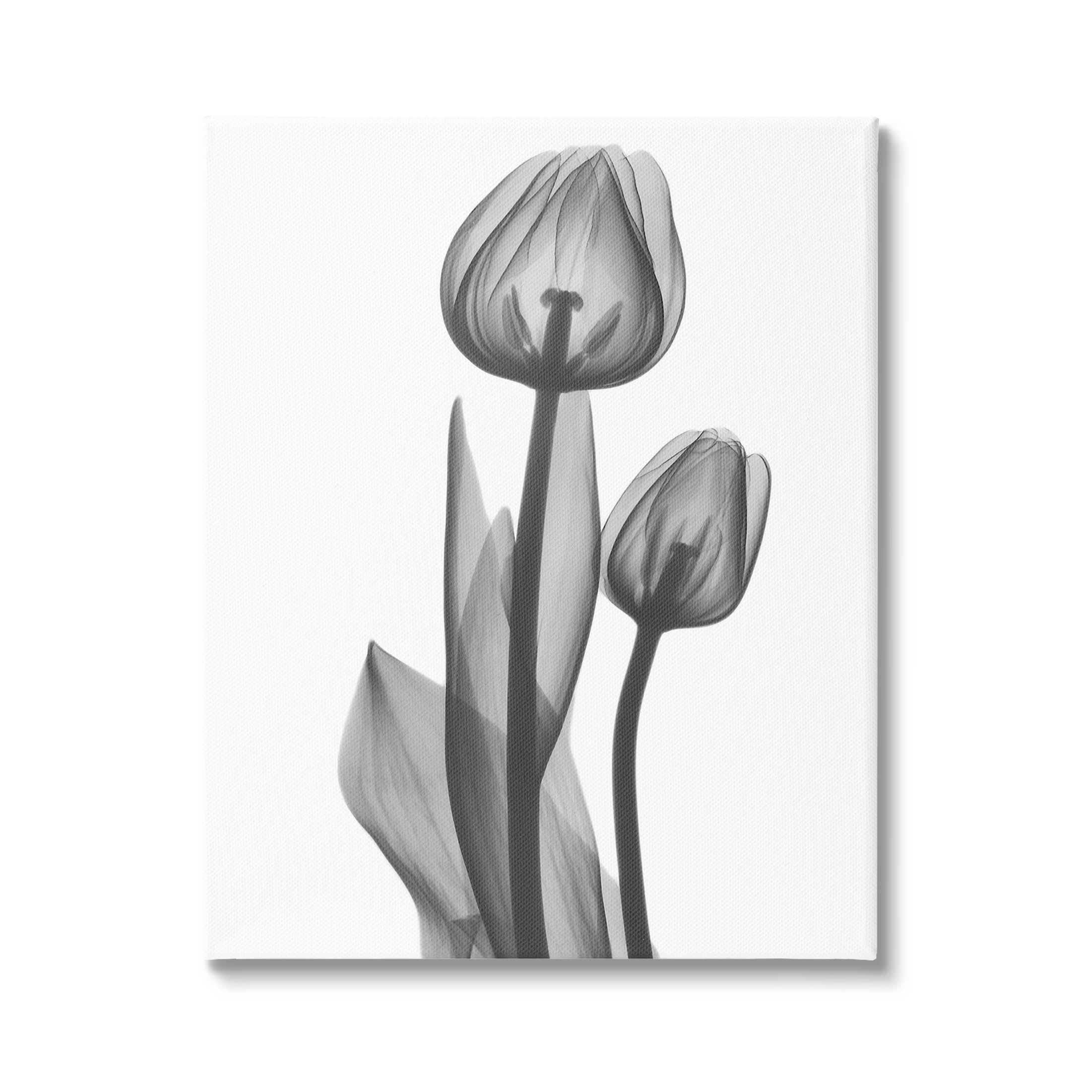 Stupell Industries Contemporary Transparent Tulip Graphic Art Gallery Wrapped Canvas Print Wall Art, Design by Albert Koetsier