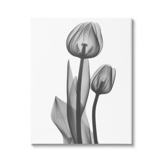 Stupell Industries Contemporary Transparent Tulip Graphic Art Gallery Wrapped Canvas Print Wall Art, Design by Albert Koetsier