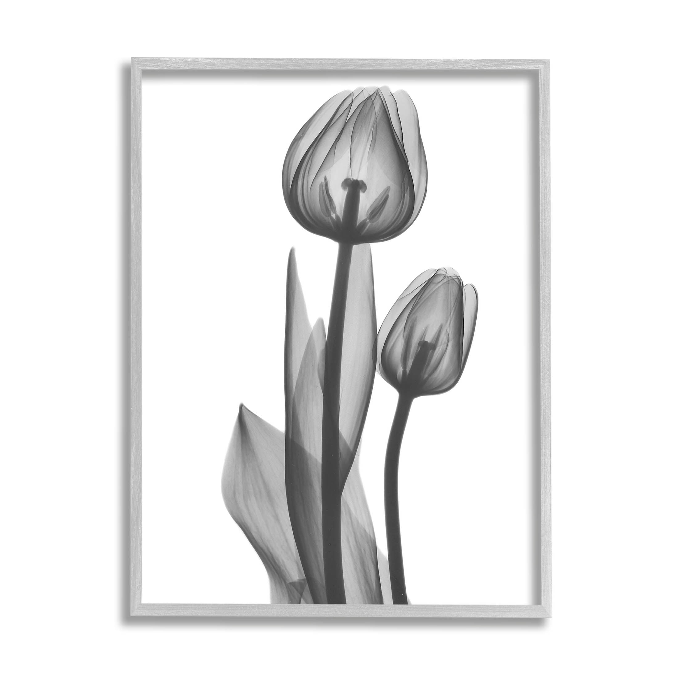 Stupell Industries Contemporary Transparent Tulip Graphic Art Gray Framed Art Print Wall Art, Design by Albert Koetsier